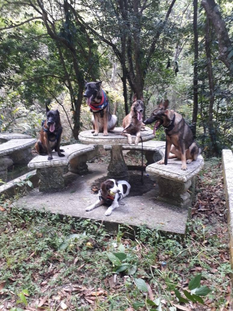German Shepherd & Belgian Malinois Breeding